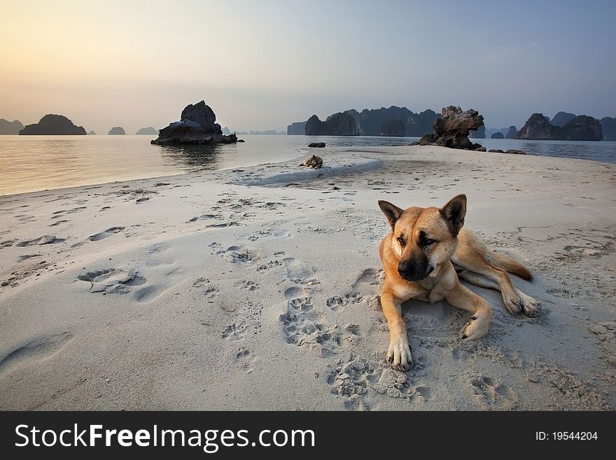 Couple of dogs resting on a beach in Vietnam. Couple of dogs resting on a beach in Vietnam.