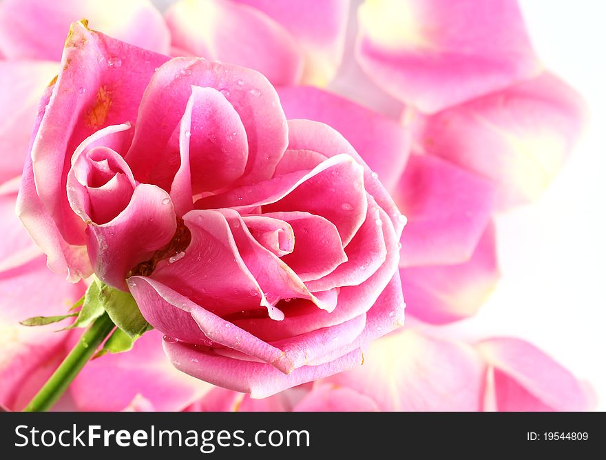 Closeup Image of pink rose