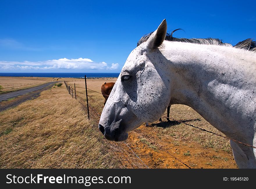 A horse in a field, South Point, Hawaii. A horse in a field, South Point, Hawaii