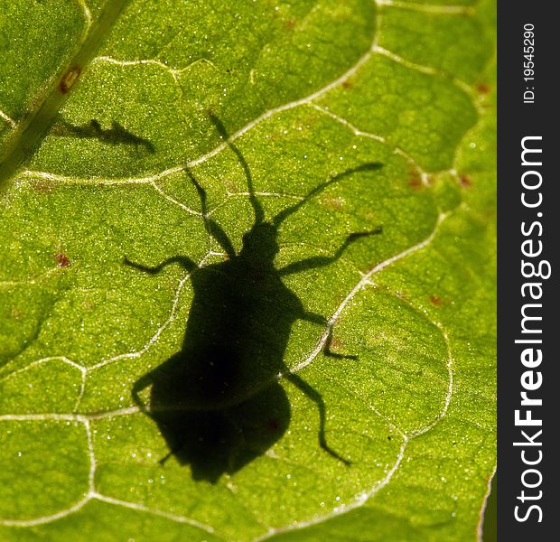 Shadow of a beetle on a leaf