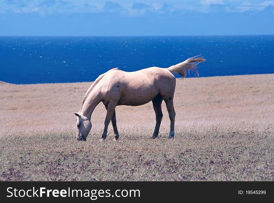 Horse grazing in a field, South Point, Hawaii