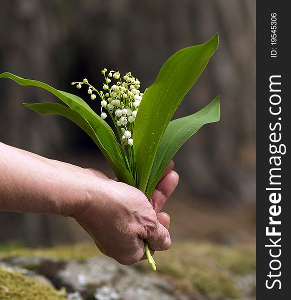 Lily of the valley in the hand