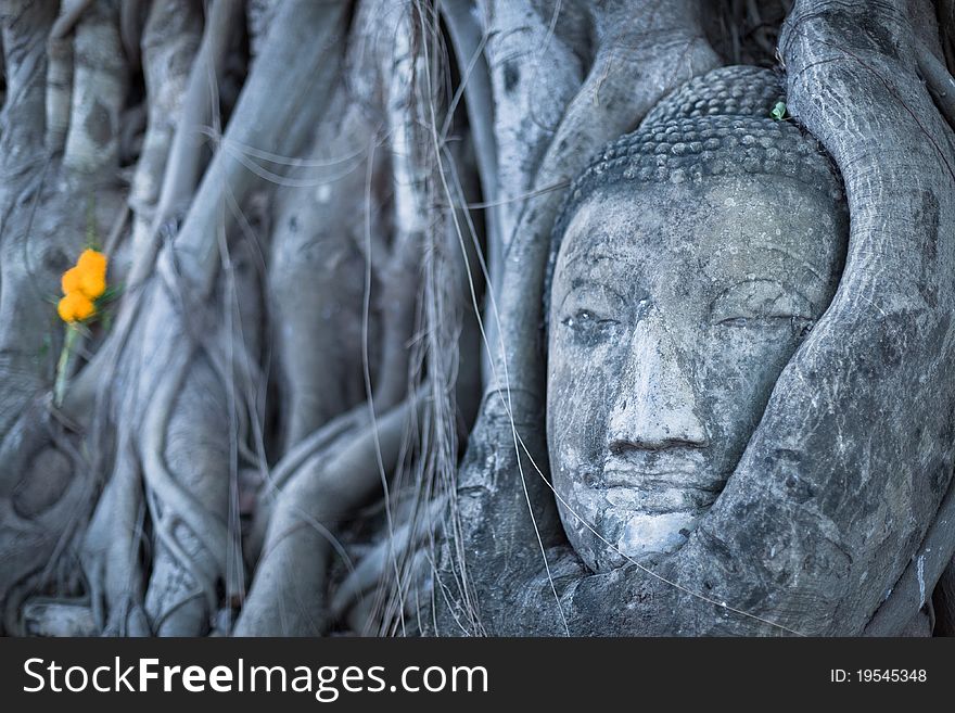 Buddha head embraced by ancient tree. Buddha head embraced by ancient tree