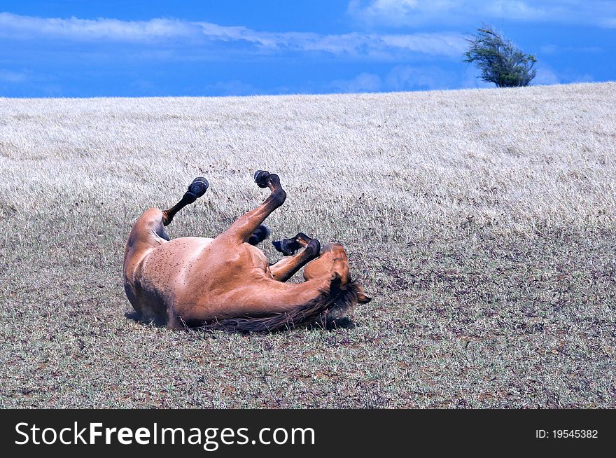 Horse playing, South Point, Hawaii