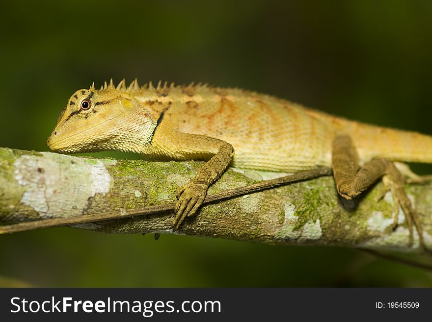 Nature lizard still on branch