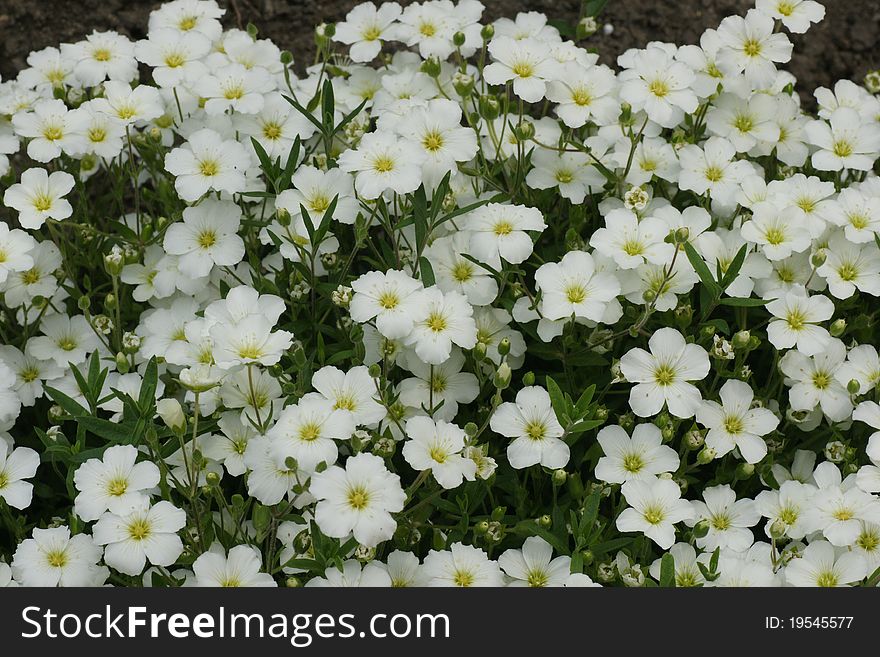 Carpet of small white flowers taken from angle