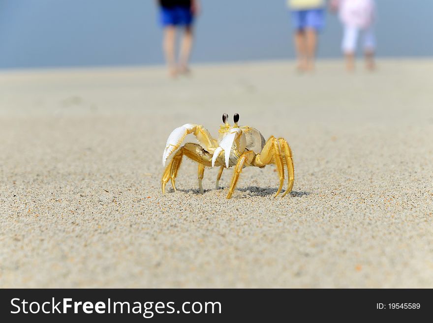 Ghost Crab On The Beach