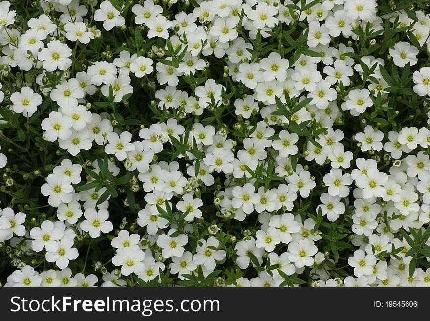 Carpet of white flowers