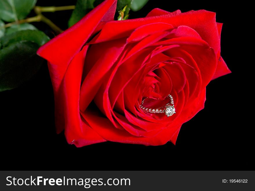 Diamond engagement ring in red rose. Diamond engagement ring in red rose