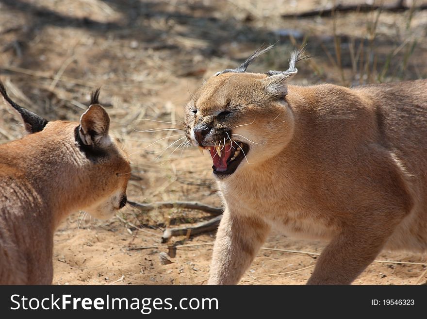Two caracals fighting in Africa. Two caracals fighting in Africa