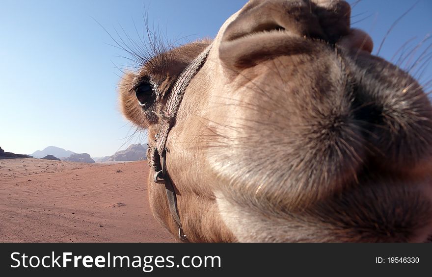 A close up of a camel in the desert in wadi rum jordan. A close up of a camel in the desert in wadi rum jordan