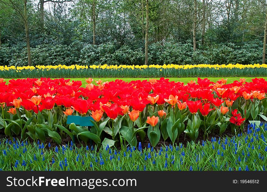 Spring time in park with blooming tulips and common grape hyacin . Spring time in park with blooming tulips and common grape hyacin .