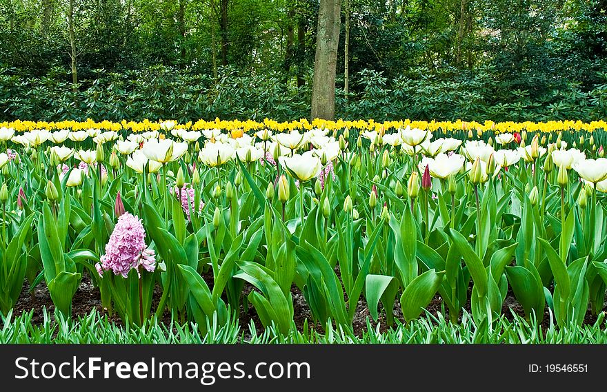 Multicolored flowerbed .