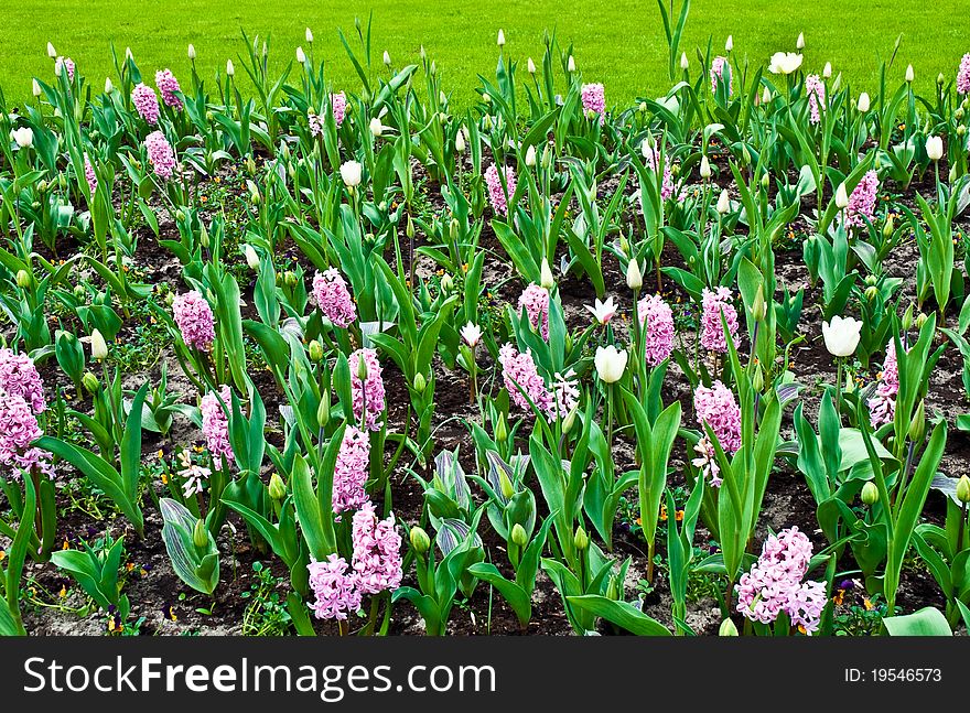 Pretty manicured flower garden with colorful flowers. Pretty manicured flower garden with colorful flowers.