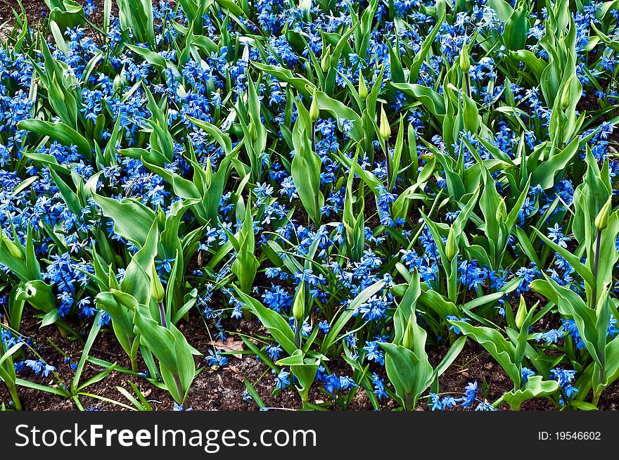 Dutch flower field full with purple Hyacinths . Dutch flower field full with purple Hyacinths .
