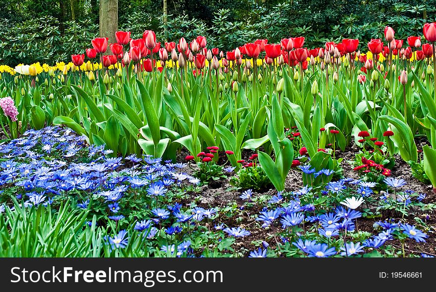 Spring Time In Park With Blooming Tulips  .