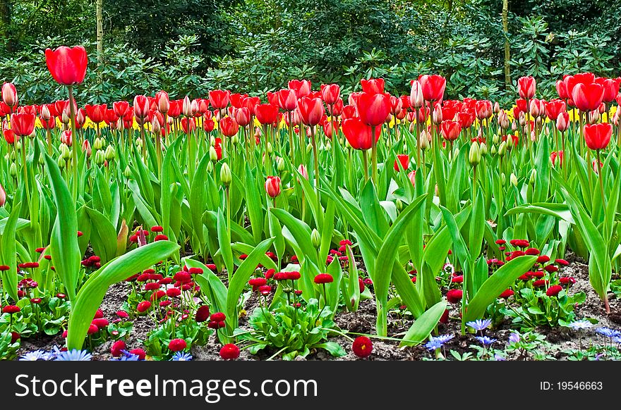 Triumph tulip in Keukenhof Gardens, Lisse, Netherlands . Triumph tulip in Keukenhof Gardens, Lisse, Netherlands .