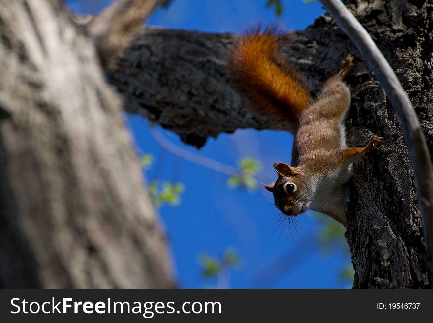 Red Squirrel climbing down a tree.