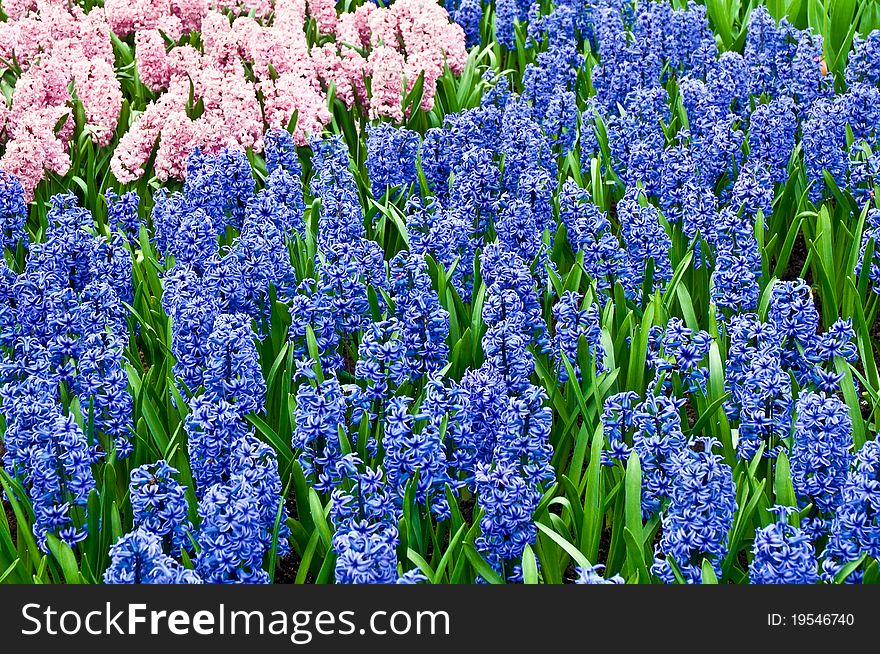 Hyacinths growing in field in Holland.