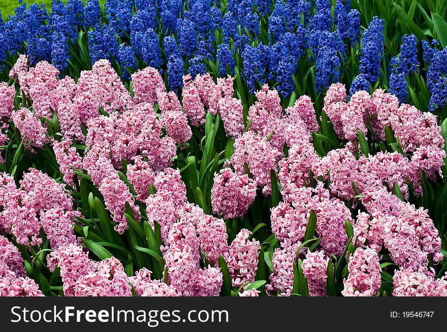 Hyacinths Growing In Field In Holland.