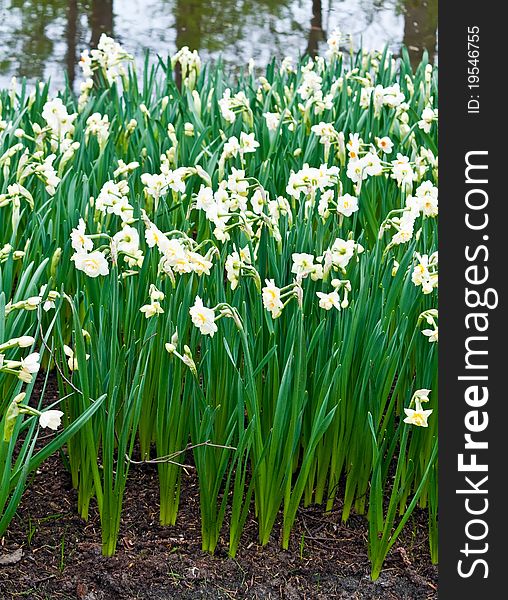 Daffodils in Keukenhof Gardens, Lisse, Netherlands . Daffodils in Keukenhof Gardens, Lisse, Netherlands .