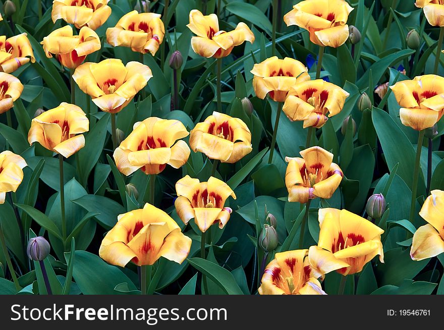 Yellow Tulips .