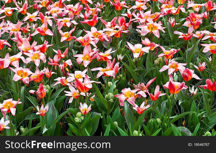 Pink Tulips In A Field .