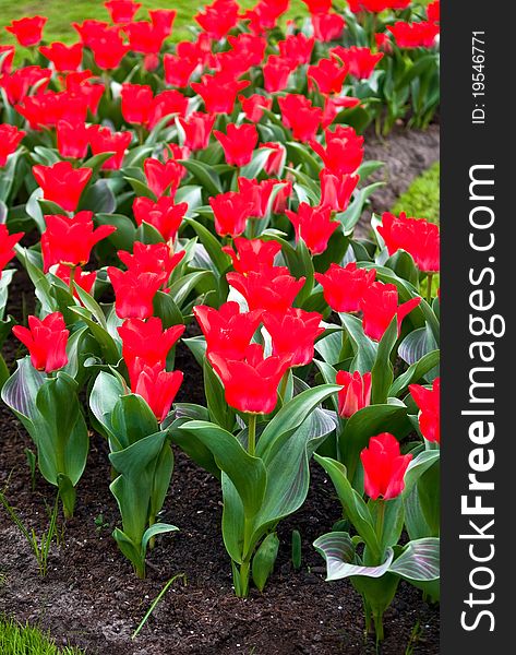 Field full of red tulips in bloom . Field full of red tulips in bloom .