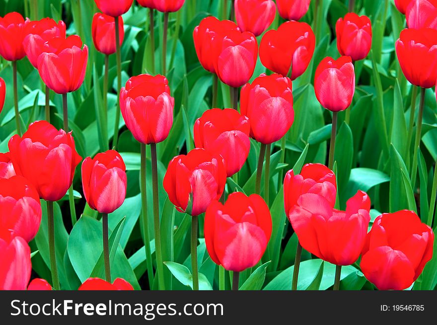 Field full of red tulips in bloom . Field full of red tulips in bloom .