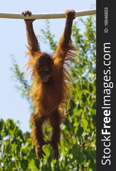 One baby Orangutan hanging on a rope,