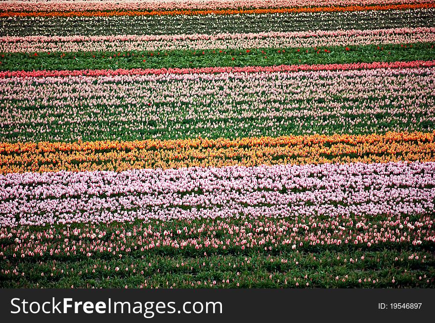 Flower Fields . Netherlands.