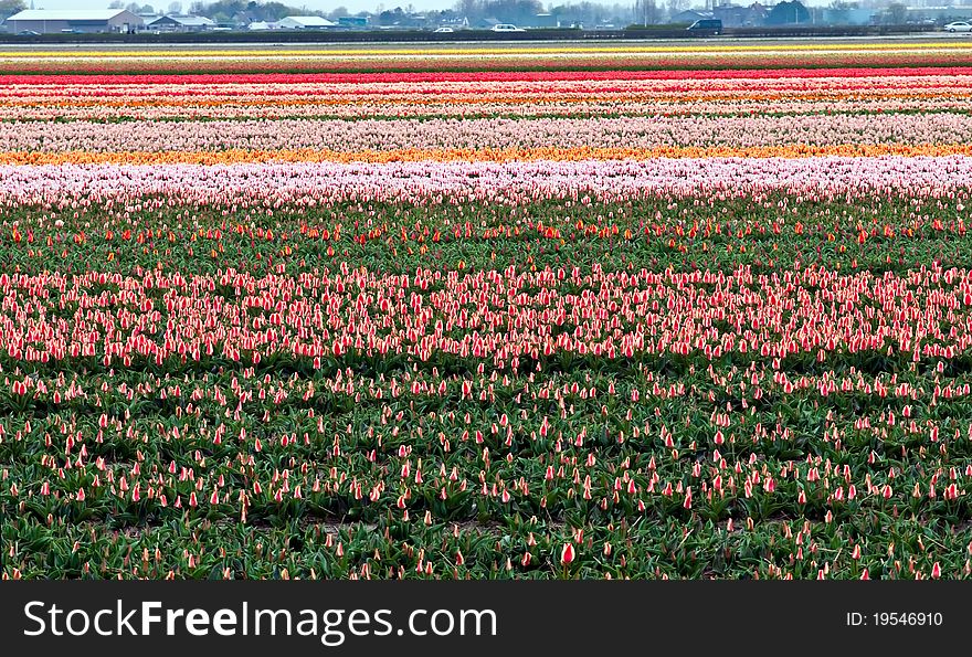 A spring field with red tulips somewhere in the Netherlands . A spring field with red tulips somewhere in the Netherlands .