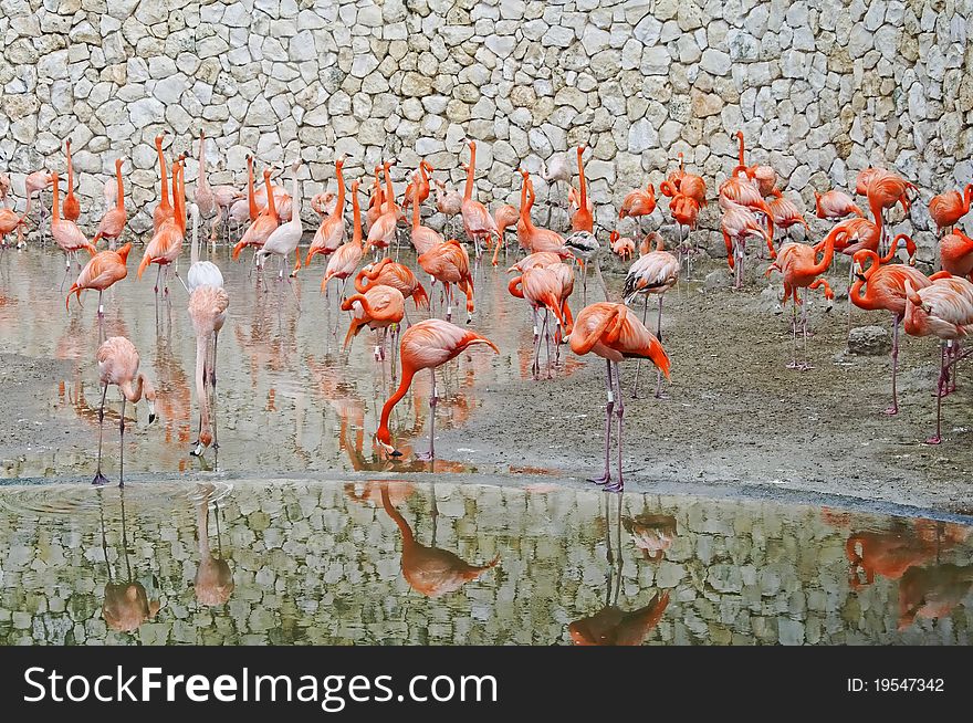 Flamingo. Xcaret ecological park , Mexico