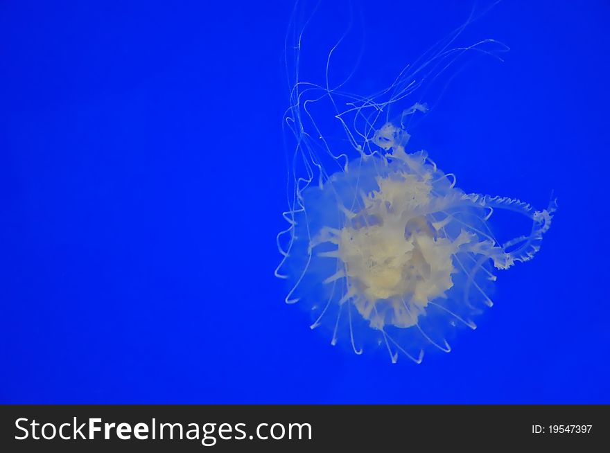 Jellyfish in an aquarium with blue water