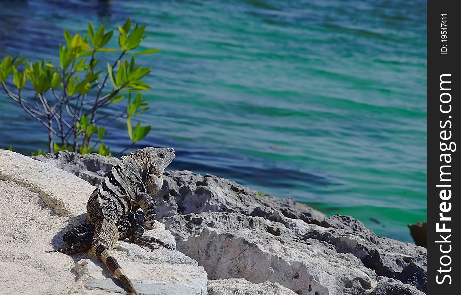 Iguana in tropical surroundings. Caribbean sea, Mexico.