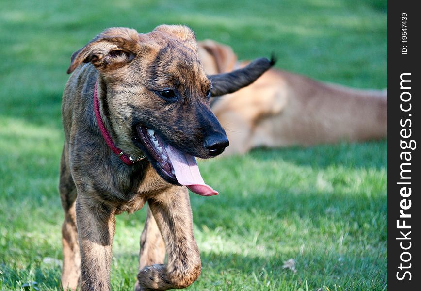 A hound puppy after a good run. A hound puppy after a good run