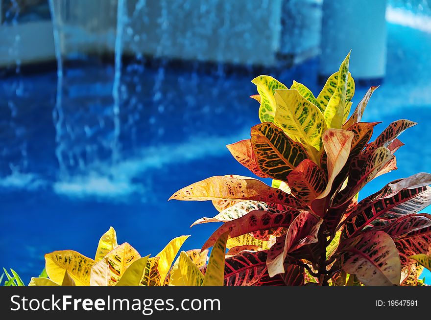 Tropical plant against water fall background. Mexico. Tropical plant against water fall background. Mexico