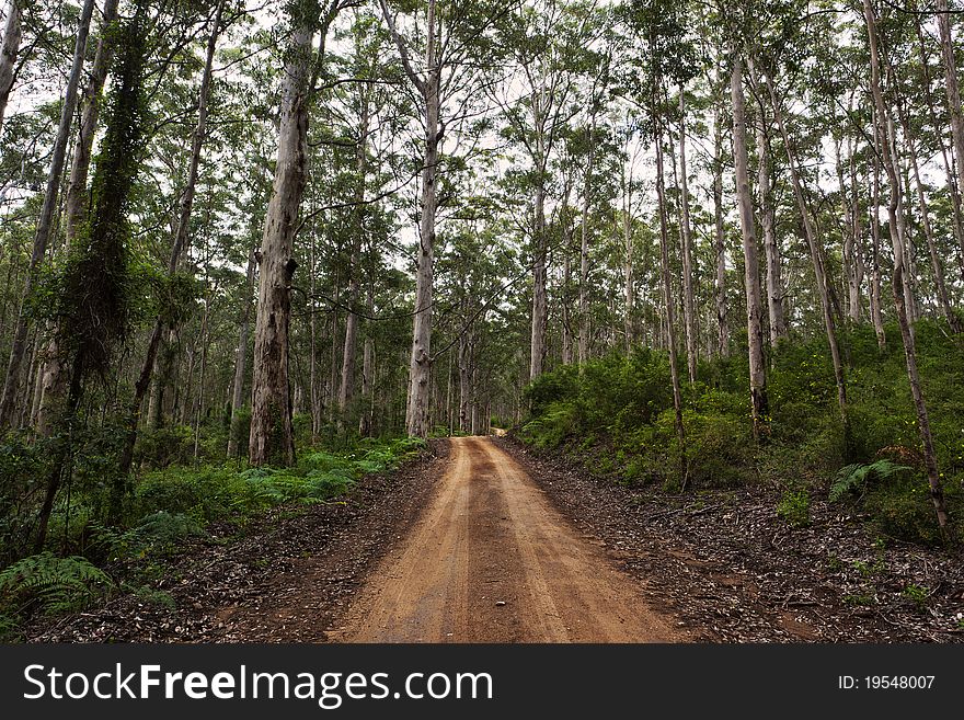 Forest road leading through karri trees in the South West of Western Australia. Forest road leading through karri trees in the South West of Western Australia