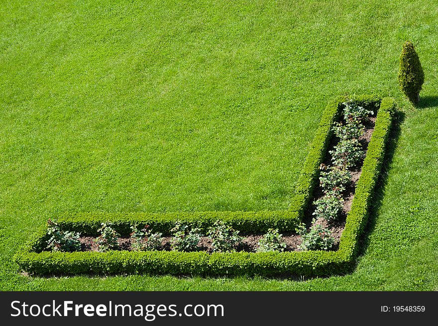 Buxus hedge in the green grass of a palace garden. Buxus hedge in the green grass of a palace garden.