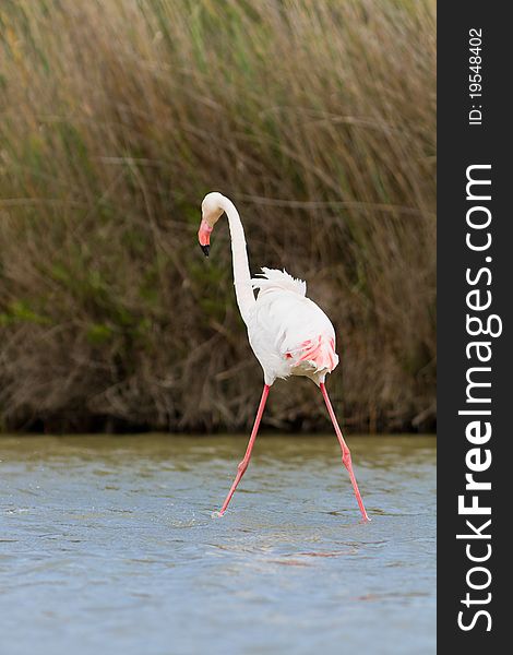 A pink flamingo in the water