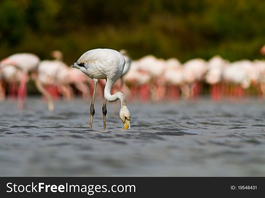 Young pink flamingo in the water