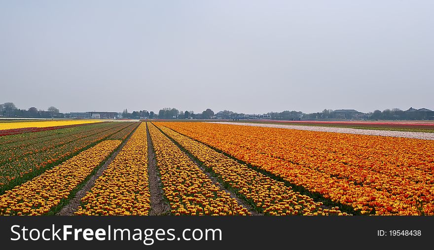 Flower fields . Netherlands.