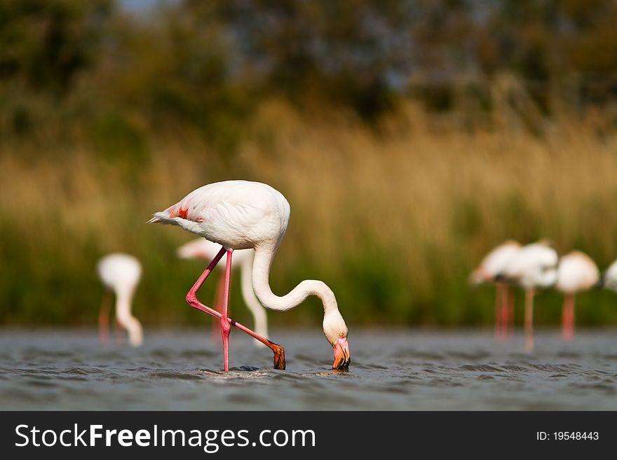 A pink flamingo in the water