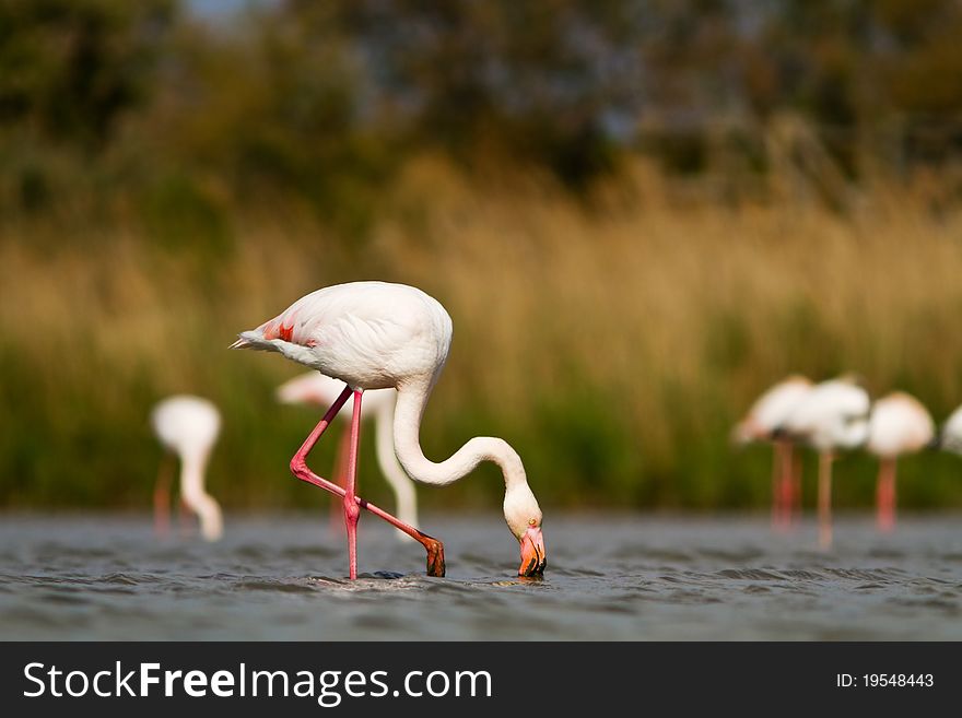 Pink Flamingo