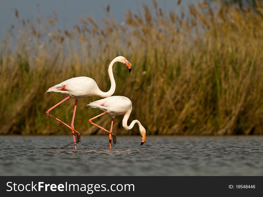 Pink flamingos in the water