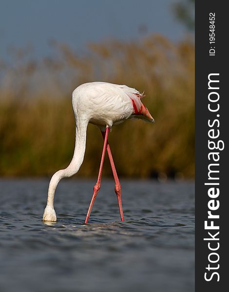 A pink flamingo in the water