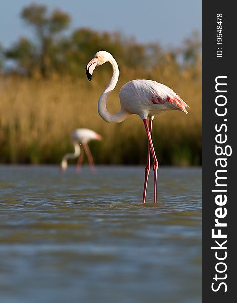 A pink flamingo in the water