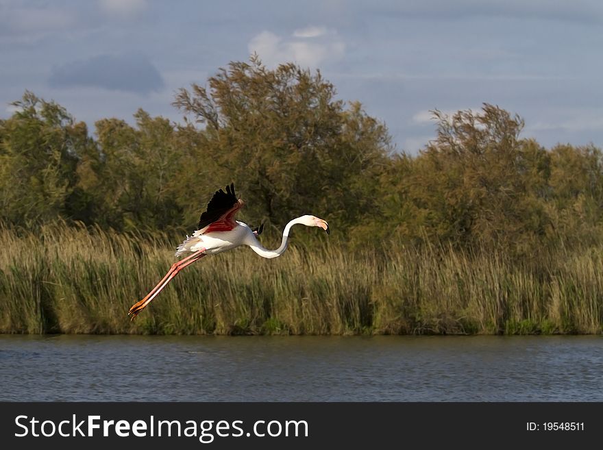Flying Greater Flamingo from the Camargue (France)