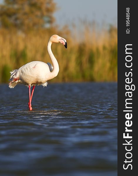 A pink flamingo in the water