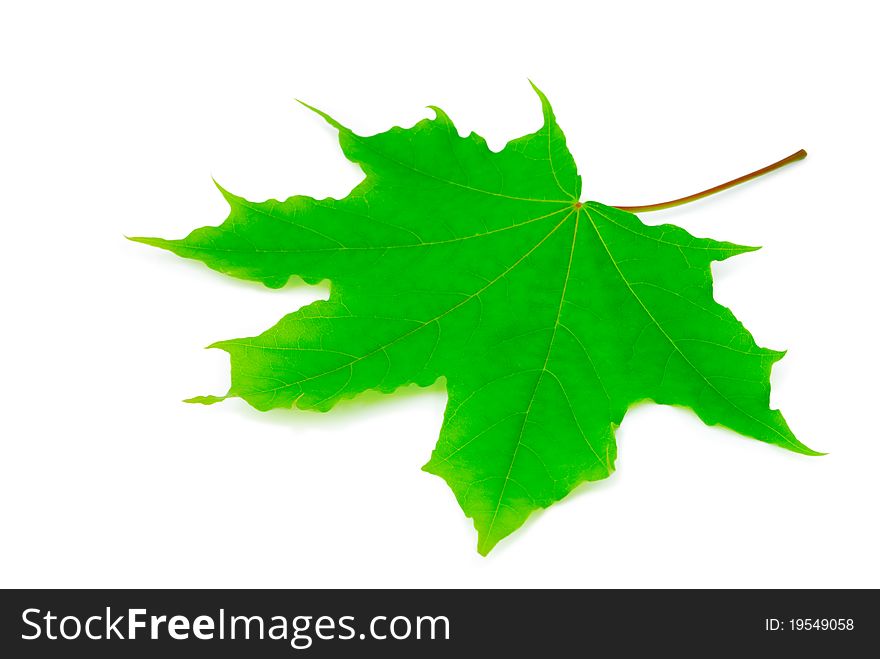 Maple leaf on white background isolated
